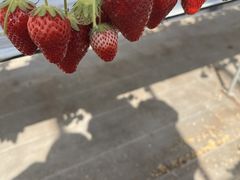 �������n�E�X�@�ɓ����|�̎ʐ^2