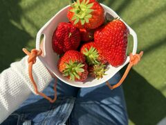 ����(�䂢)�t�@�[���̎ʐ^1