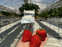 ����(�䂢)�t�@�[���̎ʐ^2