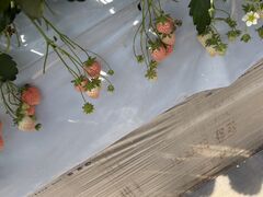 ���c���������̎ʐ^1