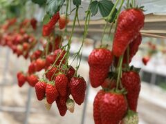 ���Ȃ���̑�Ɣ_���ւ̓��e�ʐ^1