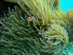 �C�P�����p���_�C�X �{�Ó��̎ʐ^1