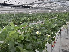 �A�O���݂Ƃ̎ʐ^2