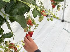 ����(�䂢)�t�@�[���̎ʐ^1