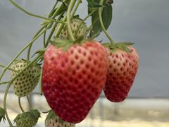 �t�@�[������� �����X�̎ʐ^1