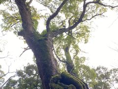 ���䂳��̘ҋ{�_�Ђւ̓��e�ʐ^1