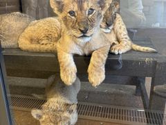 �H�g�䎩�R���������T�t�@�������h�̎ʐ^1