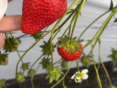 �n�[�x�X�g�K�[�f���̎ʐ^1