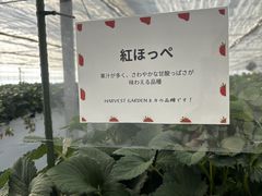 �n�[�x�X�g�K�[�f���̎ʐ^3