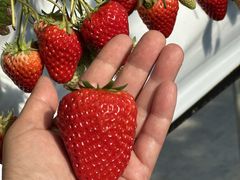 ���z�l�_���̎ʐ^2