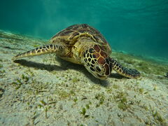 OCEANZ - �I�[�V�����Y�̎ʐ^1