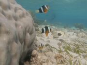 �ɂႨ�����ONE MILE�̓��e�ʐ^1