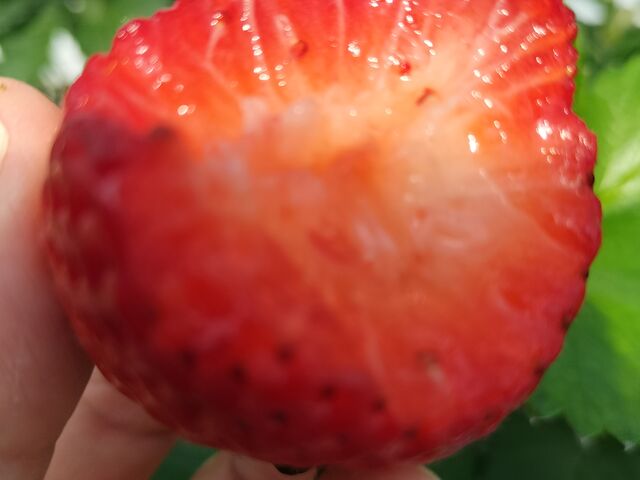 ���g���^����_�䂢�܁[��FARM