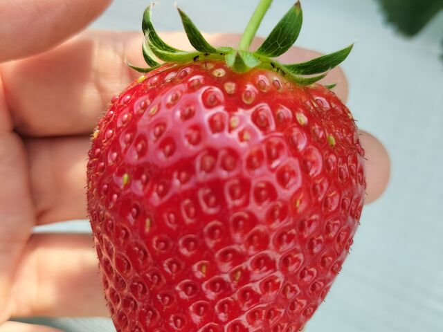 �L���L��_�䂢�܁[��FARM