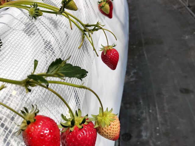 �^���Ԃ�䕂������ς������Ă��܂�_�䂢�܁[��FARM
