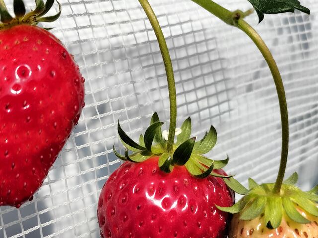 �������̕�Δ���`_�䂢�܁[��FARM