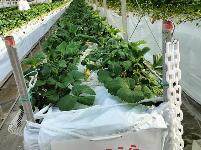 �V�����i��́u�ق������v_�䂢�܁[��FARM
