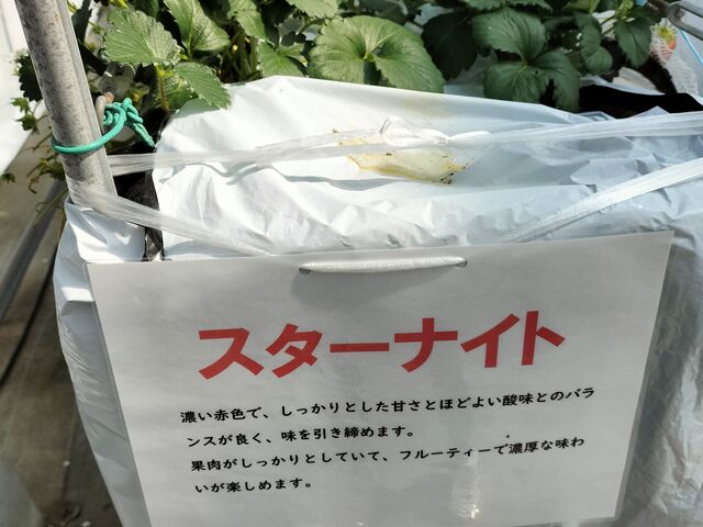 �V�����i��́u�X�^�[�i�C�g�v_�䂢�܁[��FARM