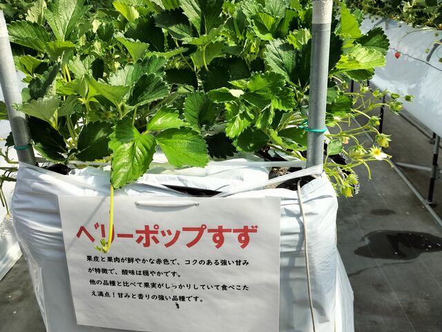 �u�x���[�z�b�v�����v����������_�䂢�܁[��FARM