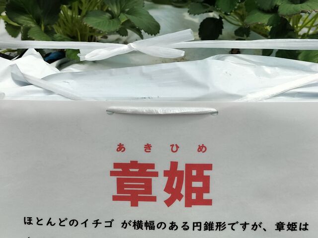 �u�͕P�v�i�����Ђ߁j_�䂢�܁[��FARM