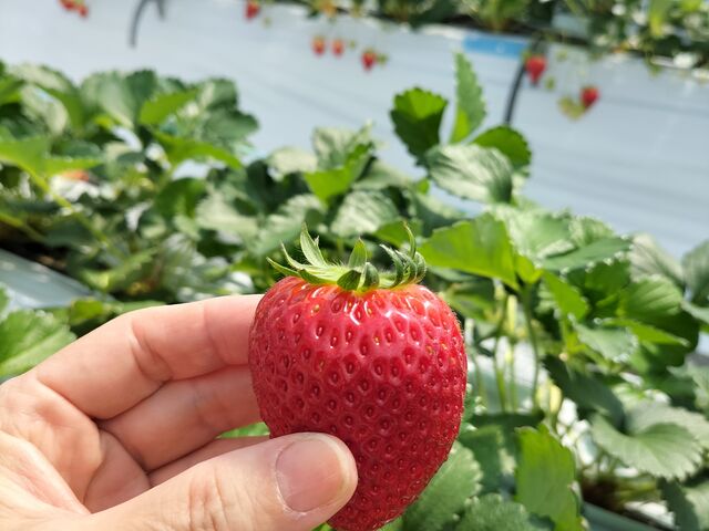 �S���łV��ނ��H�ׂ��܂��I_�䂢�܁[��FARM