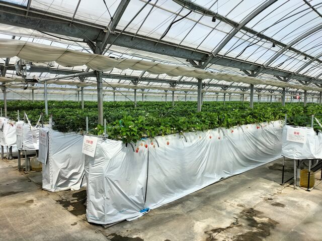 �L���n�E�X�̒��ɂ�������̃C�`�S�̕i�킪����܂�_�䂢�܁[��FARM