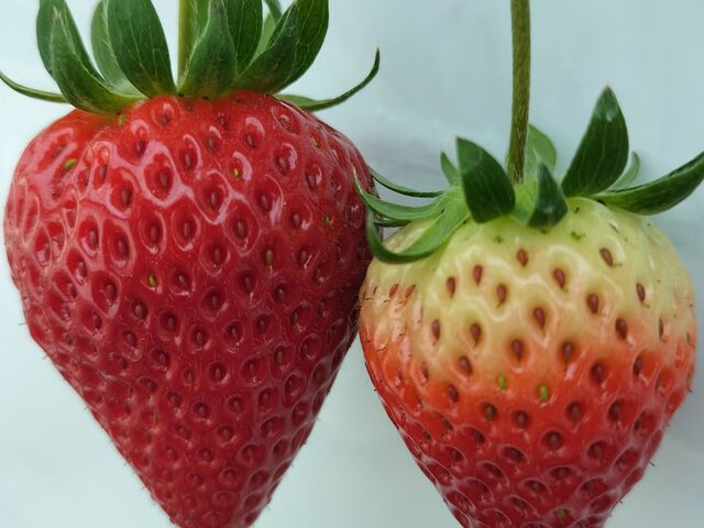 �Z���Ԃ̃C�`�S�͊��n�x�}�V�}�V�ł�_�䂢�܁[��FARM