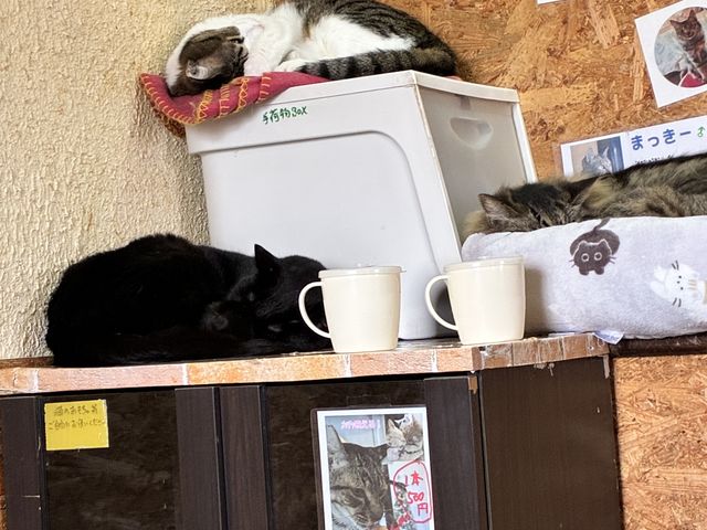 �݂�ȐQ�Ă�_�L�J�t�F�˂���