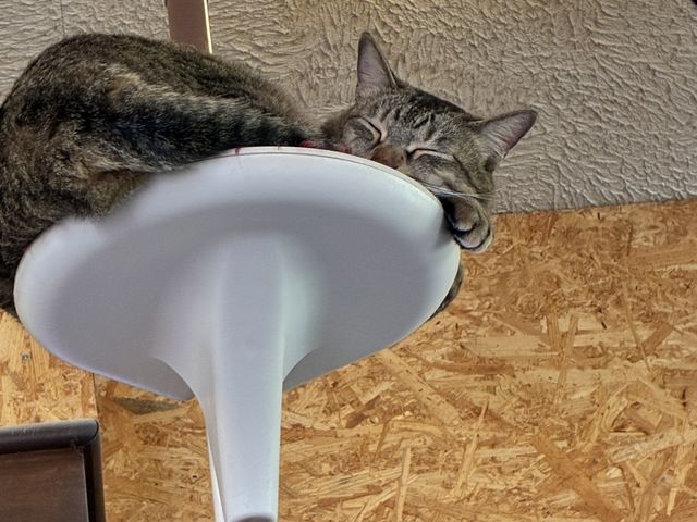 ����ȍ����Ƃ����_�L�J�t�F�˂���