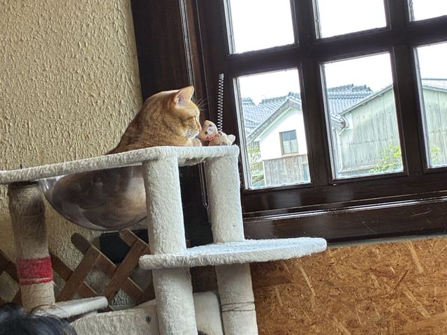 �O�������ɂ�_�L�J�t�F�˂���