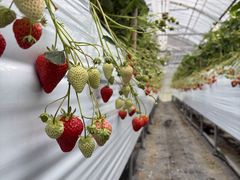 ���̍��̂킭�킭�_���@�������n�E�X�̎ʐ^1