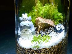 Moss Country�̎ʐ^1