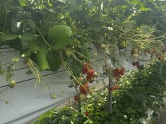 Mori's Farm�̎ʐ^1