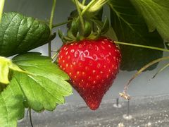 Mori's Farm�̎ʐ^2