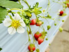 ���������j�R�j�R�t�@�[���̎ʐ^2