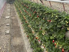 �܂邵�Δ_���̎ʐ^1