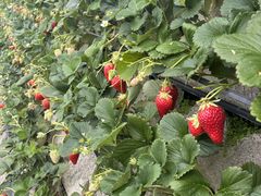 �܂邵�Δ_���̎ʐ^2