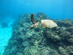 �}�����N���u �x���[ �ߔe�X�̎ʐ^1