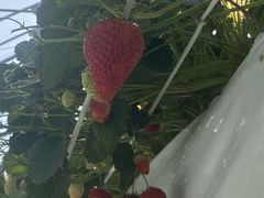 ���z�l�_���̎ʐ^1