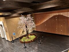 �؂̉Ԃ̓��̎ʐ^1