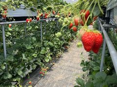 �r�{�_���̎ʐ^1