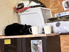 �L�J�t�F�˂���̎ʐ^1