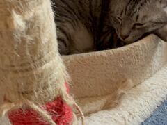 �L�J�t�F�˂���̎ʐ^4