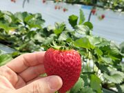 �ɂ�ɂ񂳂�̂䂢�܁[��FARM�̓��e�ʐ^9