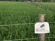 �A�J�l����̓c�������T�N���\�E�����n�̓��e�ʐ^8