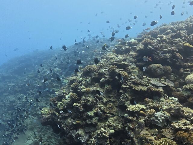 ��������̂���������Y��ȊC�I_DIVE HOPE