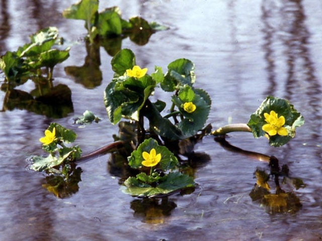 釧路湿原の植物】アクセス・営業時間・料金情報 - じゃらんnet