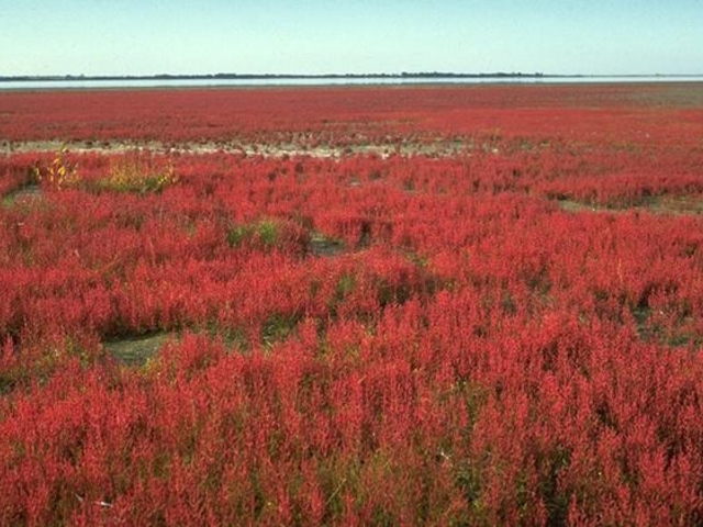 �R���P�����ԉ�