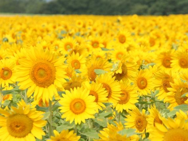 �Ђ܂�蔨_�Ȃ��Ђ܂�蔨