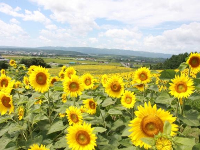 �����T���s���[�p�[�N_�Ȃ��Ђ܂�蔨